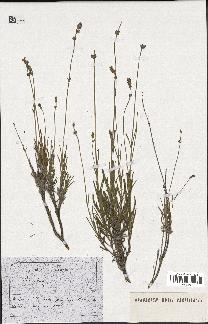 spécimen de Lavandula sp.