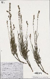 spécimen de Lavandula sp.