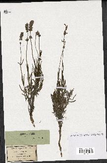 spécimen de Lavandula spica