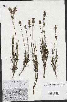 spécimen de Lavandula angustifolia