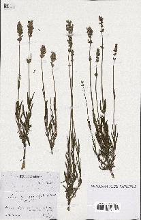 spécimen de Lavandula angustifolia