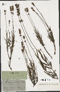 spécimen de Lavandula angustifolia