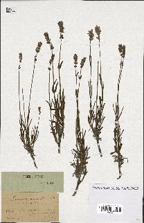 spécimen de Lavandula angustifolia