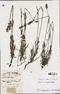 spécimen de Lavandula latifolia