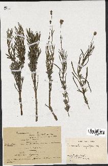 spécimen de Lavandula angustifolia