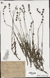 spécimen de Lavandula fragrans