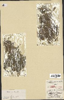 spécimen de Teucrium rotundifolium