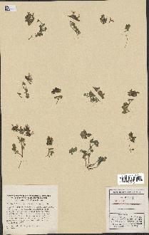 spécimen de Teucrium rotundifolium