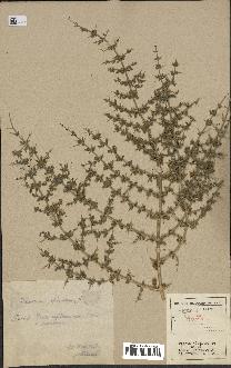 spécimen de Teucrium spinosum