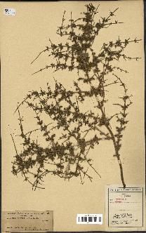 spécimen de Teucrium spinosum