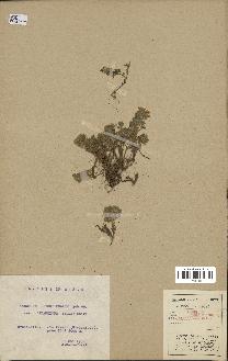 spécimen de Teucrium rotundifolium