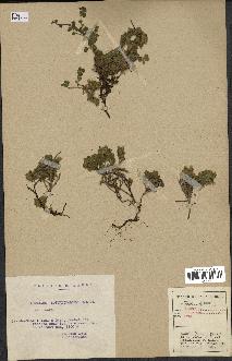 spécimen de Teucrium rotundifolium