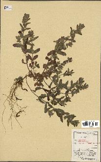 spécimen de Teucrium scordium