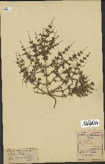 spécimen de Teucrium spinosum