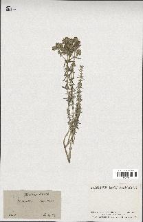 spécimen de Teucrium capitatum