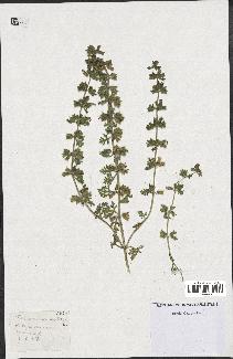 spécimen de Teucrium botrys