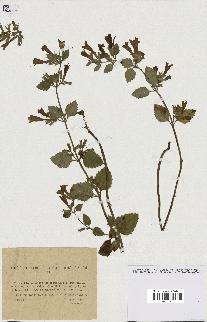 spécimen de Calamintha grandiflora