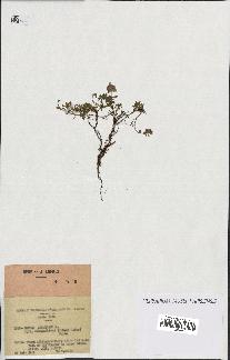 spécimen de Thymus serpyllum