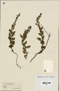 spécimen de Teucrium lucidum