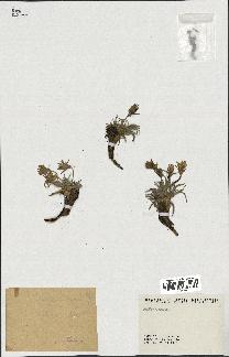 spécimen de Scorzonera pygmaea