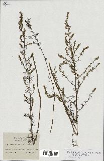 spécimen de Artemisia sp.