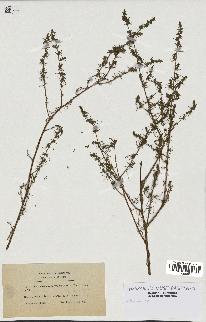 spécimen de Artemisia sp.