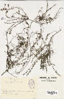 spécimen de Thymus serpyllum