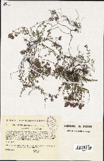 spécimen de Thymus serpyllum