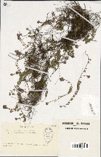 spécimen de Thymus serpyllum