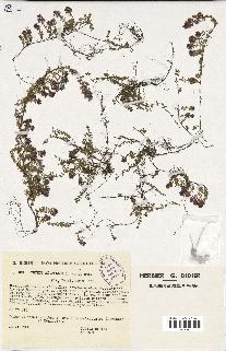 spécimen de Thymus serpyllum