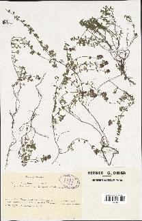 spécimen de Thymus serpyllum