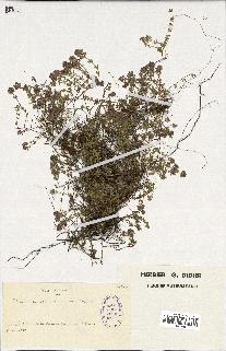 spécimen de Thymus serpyllum