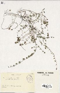 spécimen de Thymus serpyllum