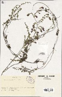 spécimen de Thymus serpyllum