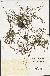 spécimen de Thymus serpyllum