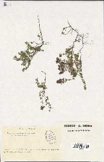 spécimen de Thymus serpyllum
