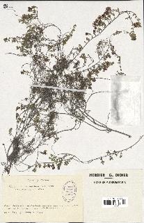 spécimen de Thymus serpyllum