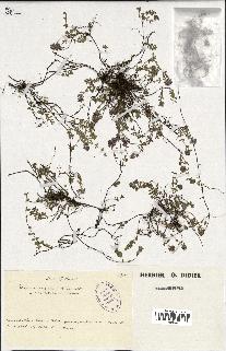 spécimen de Thymus serpyllum