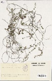 spécimen de Thymus serpyllum