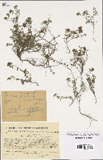 spécimen de Thymus serpyllum