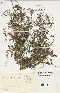 spécimen de Thymus serpyllum
