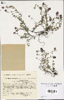 spécimen de Thymus serpyllum