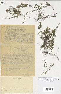 spécimen de Thymus serpyllum