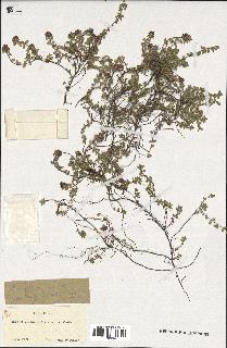 spécimen de Thymus serpyllum