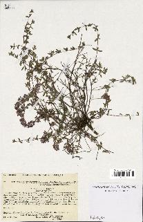 spécimen de Thymus serpyllum