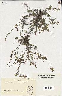 spécimen de Thymus serpyllum