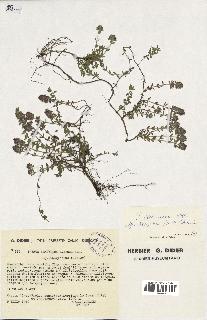 spécimen de Thymus serpyllum