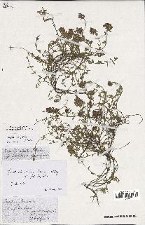 spécimen de Thymus serpyllum