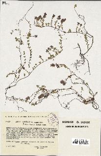 spécimen de Thymus serpyllum