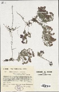 spécimen de Thymus serpyllum